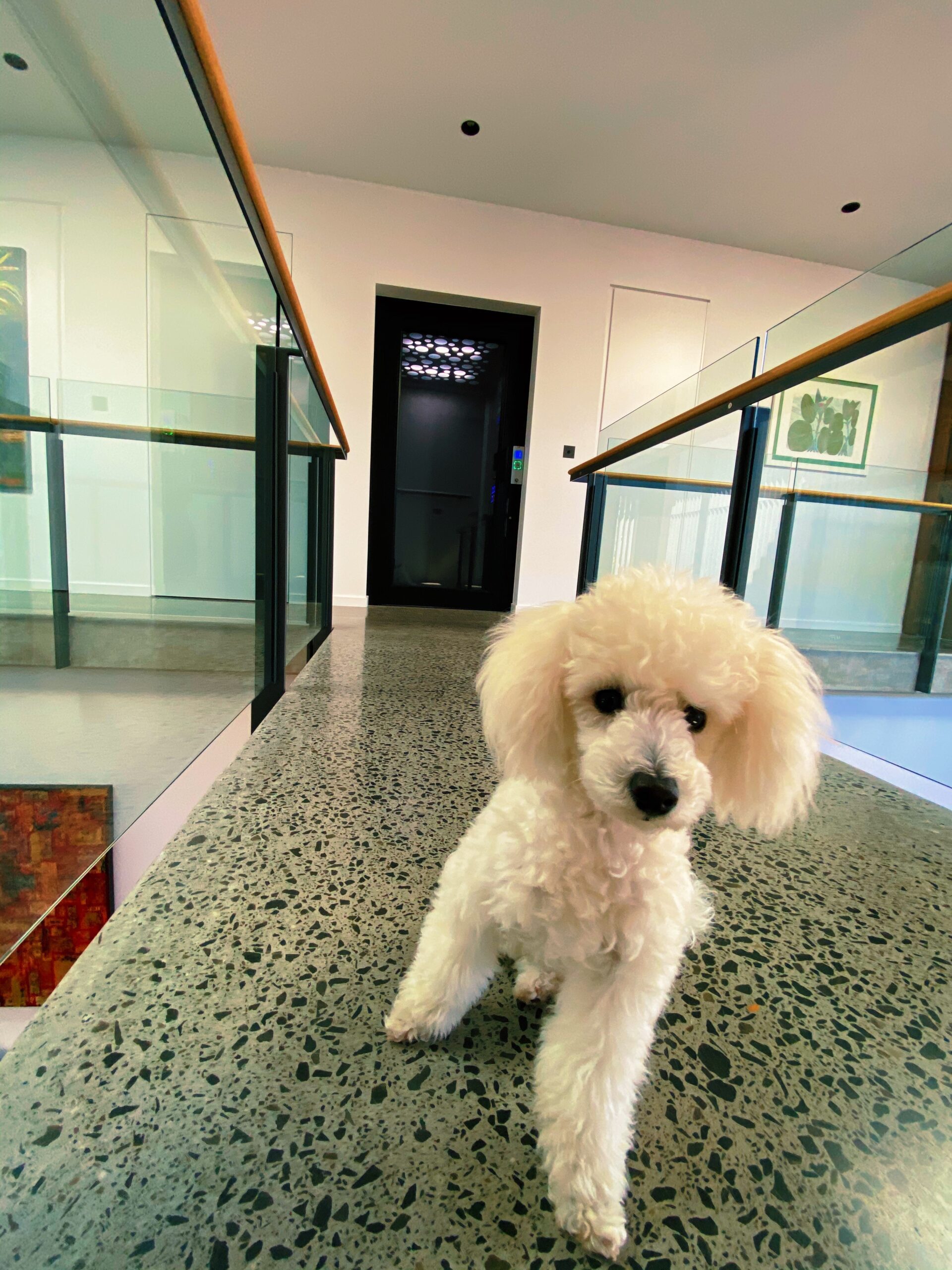 A white poodle in front of a passenger lift